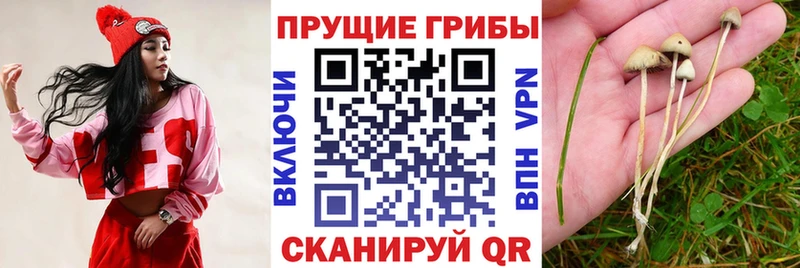 наркотики  Нальчик  Псилоцибиновые грибы MAGIC MUSHROOMS 